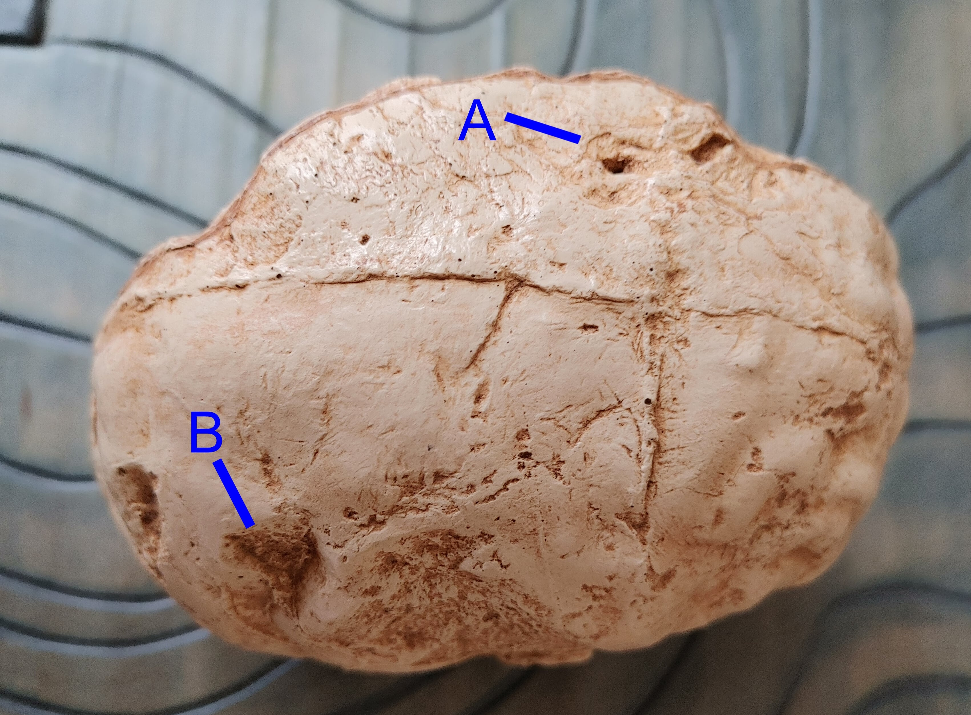 TaungSkull